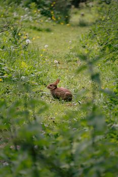 rabbit photo