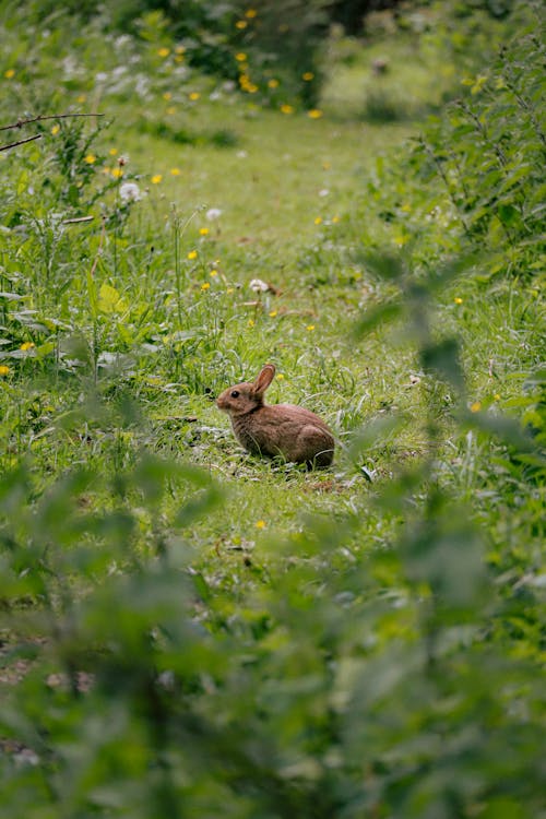 Rabbit in Nature · Free Stock Photo