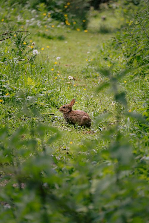 Free A wild rabbit sitting peacefully in a lush, green meadow surrounded by plants and nature. Stock Photo