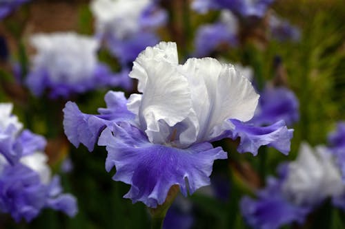Blooming Iris Flower in Close-up View