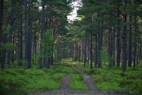 Dirt Road in Forest