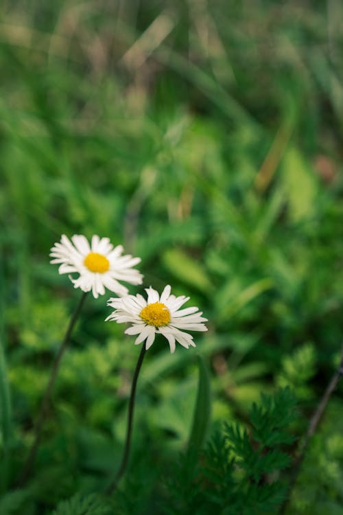 Daisies in Nature