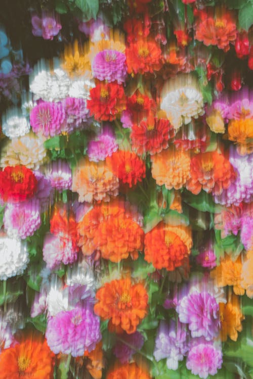 Smudged Image of Multicoloured Flowers