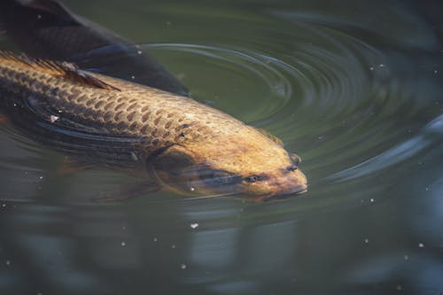 Kostnadsfri bild av ctenopharyngodon idella, damm, djurfotografi