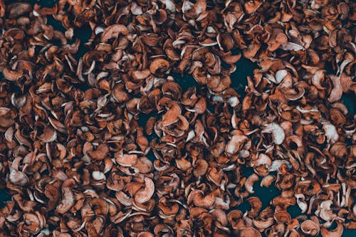 Don’t Toss Those Leaves! The Secret to Perfect Compost