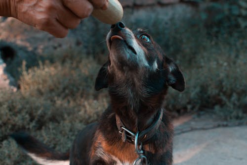 Gratis Anak Anjing Pada Foto Fokus Foto Stok