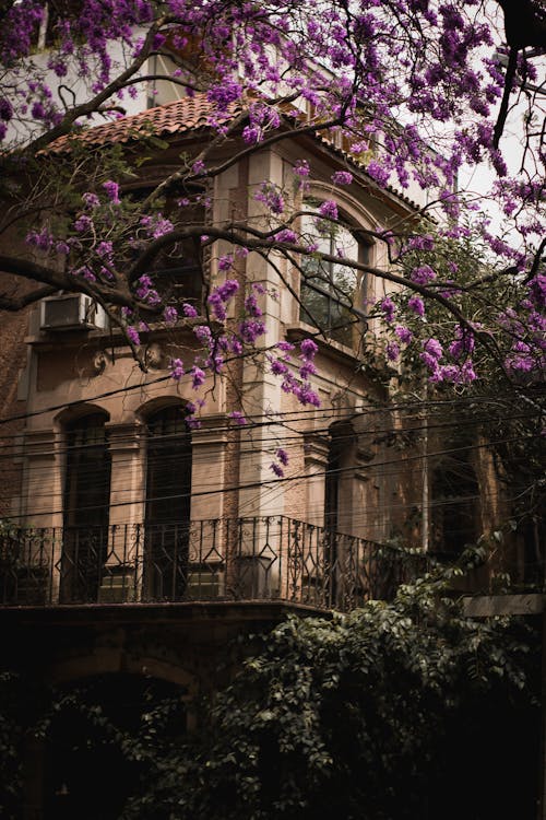 Tree with Purple Blossoms and Building behind