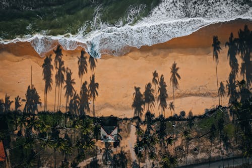 Aerial Footage of Palm Tree Shadows on a Sandy Beach