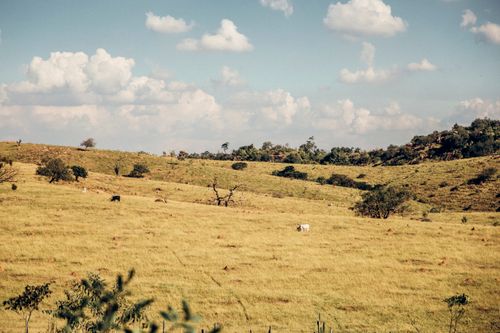 Free Peaceful rural landscape with cattle grazing on green hills under a blue sky. Stock Photo