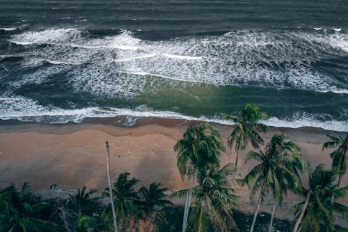 Free Tropical Sandy Beach Stock Photo