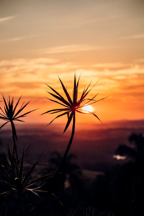 Free Silhouettes of Spiky Plants against Sunset Stock Photo