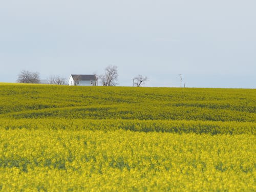 Yellow Field with Canola Plants