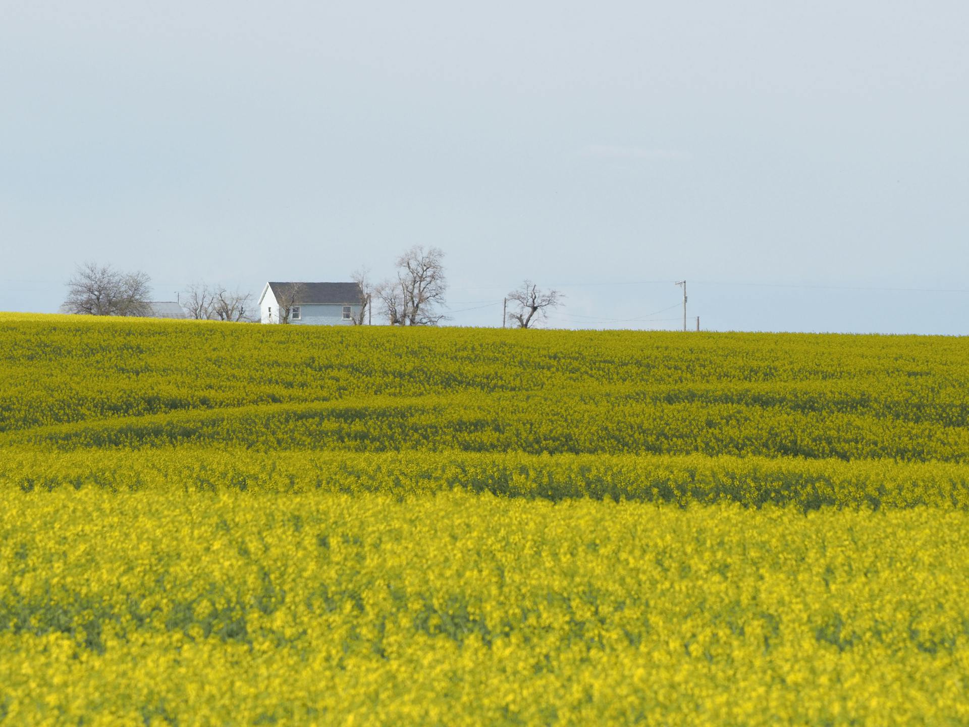 Vast canola fields with distant farmhouses in Ritzville, WA on a bright day.