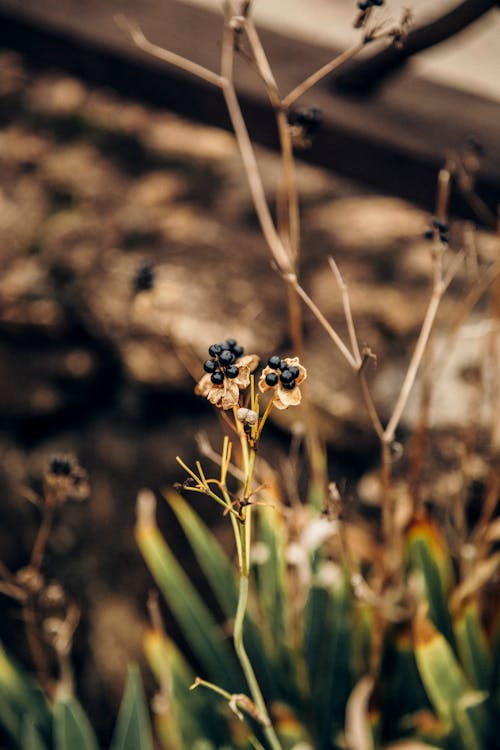 Ilmainen kuvapankkikuva tunnisteilla iris domestica, karhunvatukka lilja, kasvi