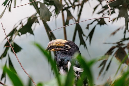 Hornbill Among Tree Branches