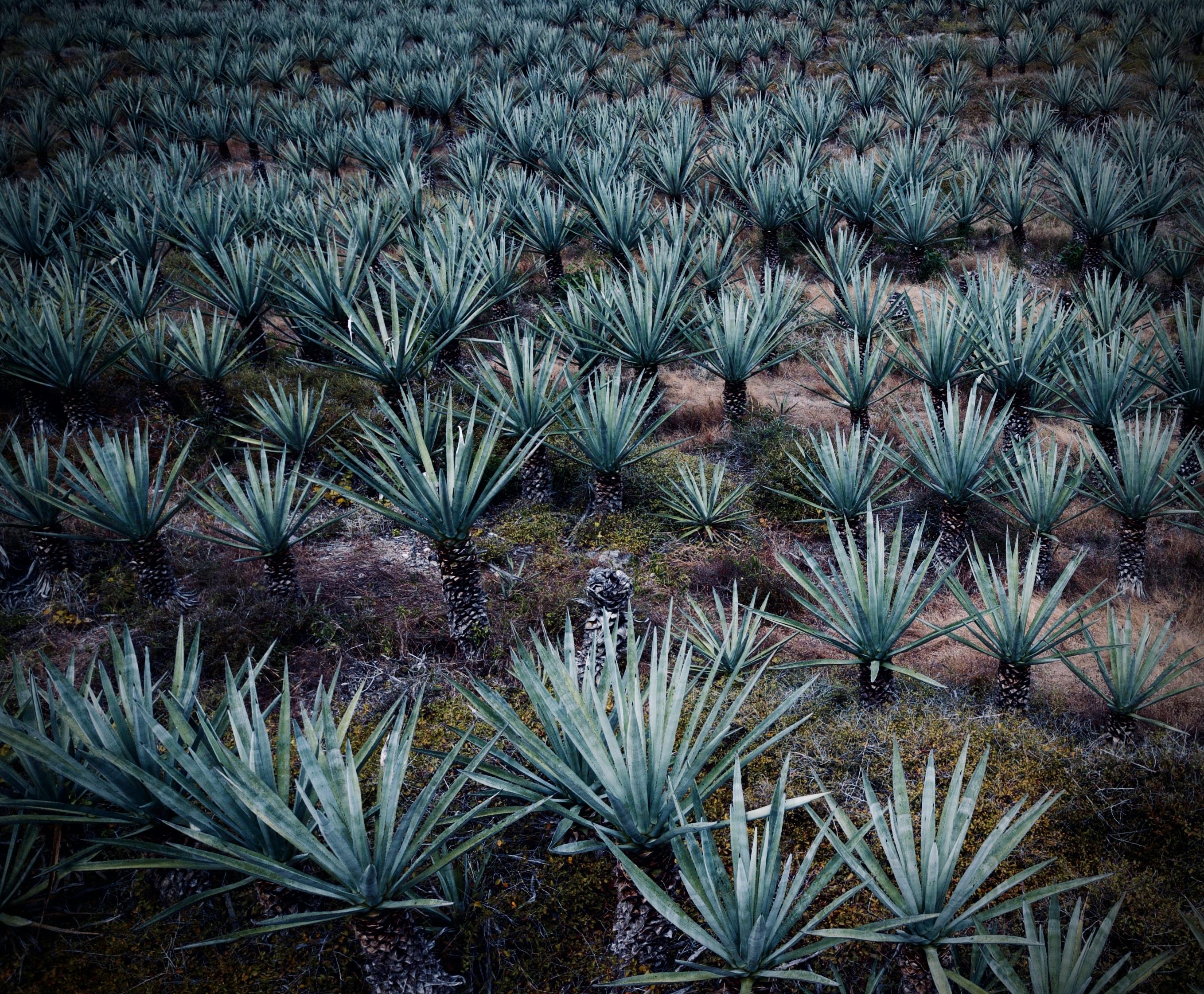 Aerial view of a vast agave plantation in Kimbilá, Yucatán, Mexico.