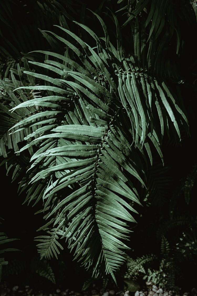 Tropical Plant Leaves Shot At Night