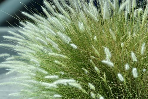 Free Detailed view of vibrant green fountain grass with soft white plumes in Las Vegas. Stock Photo