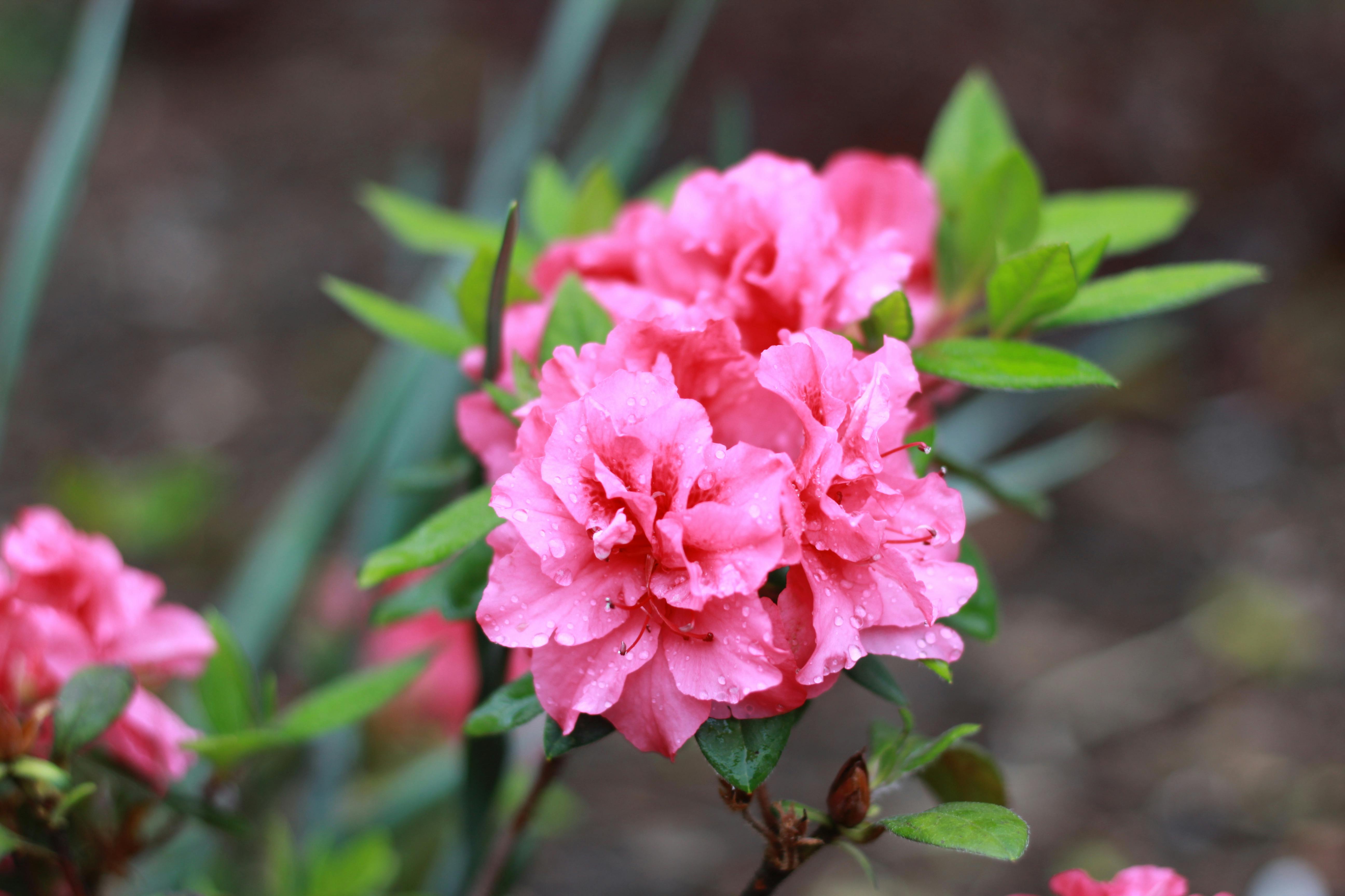 vibrant rhododendrons and fresh mulch in a Pacific Northwest garden - spring curb appeal tips that attract buyers