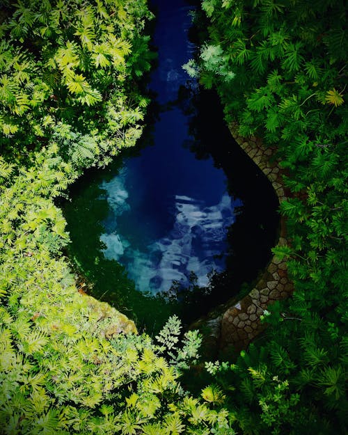 Green Trees around Lake