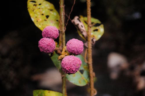 Pink Lychee Balls on Shrub