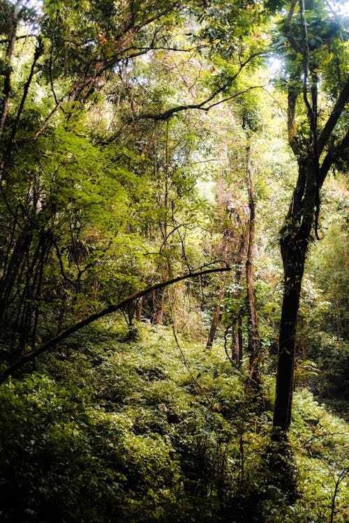 Green Trees in Forest