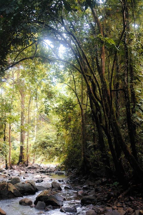 Trees around Stream