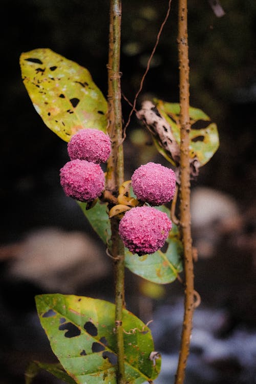 Pink Fruit of Lychee