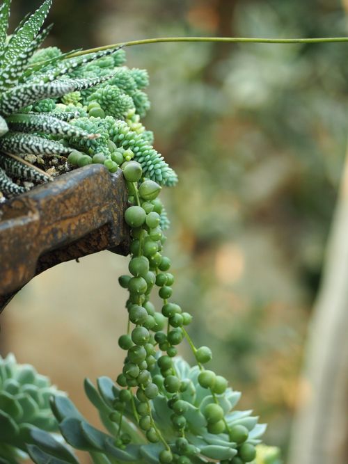 Free Beautiful close-up of a lush Burro's Tail succulent cascading from a pot. Stock Photo