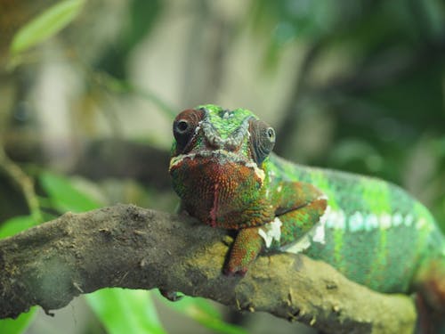 Fotos de stock gratuitas de biodiversidad, camaleón, desenfocado
