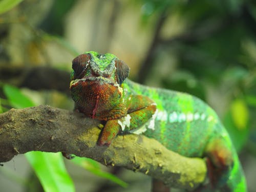 Fotos de stock gratuitas de camaleón, gecko, naturaleza