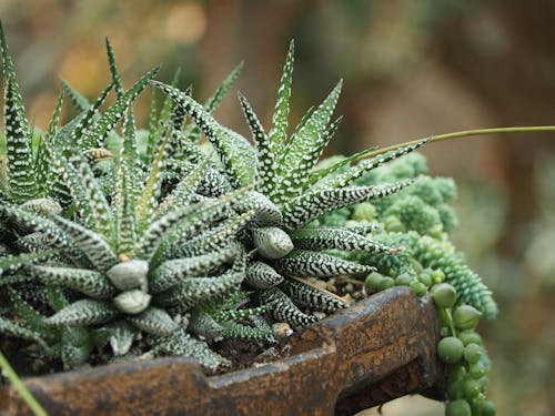 Fotos de stock gratuitas de cactus, follaje, hoja