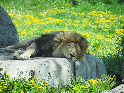 Fotos de stock gratuitas de animal, dormido, dormir