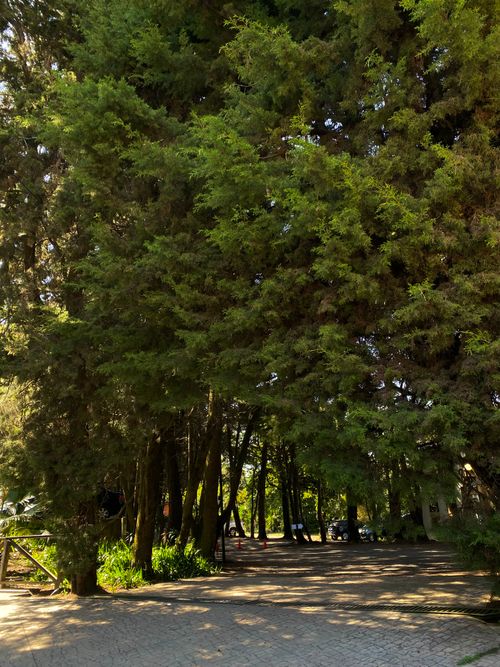 Free A tranquil outdoor scene with towering trees casting shadows on a serene pathway. Stock Photo
