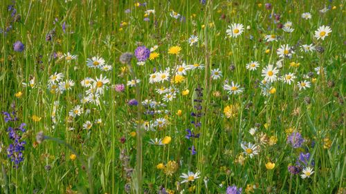 Free A colorful array of wildflowers in a lush green meadow during summer, showcasing natural beauty. Stock Photo