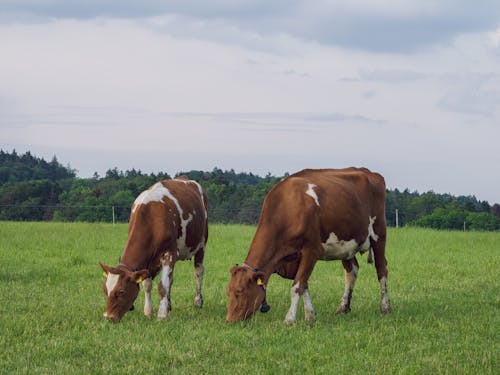吃草, 多雲的, 奶牛 的 免費圖庫相片