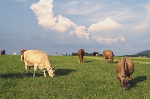 Cows Grazing on Grassy Meadow