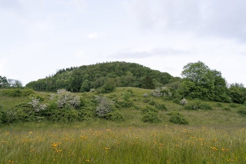 Foto profissional grátis de área, árvores, campina