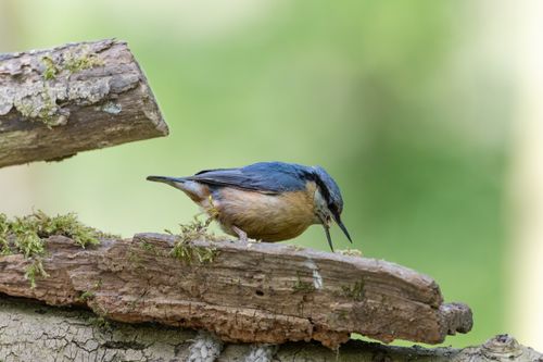 Free A vibrant nuthatch perched on a mossy log against a blurred green background, showcasing nature's beauty. Stock Photo