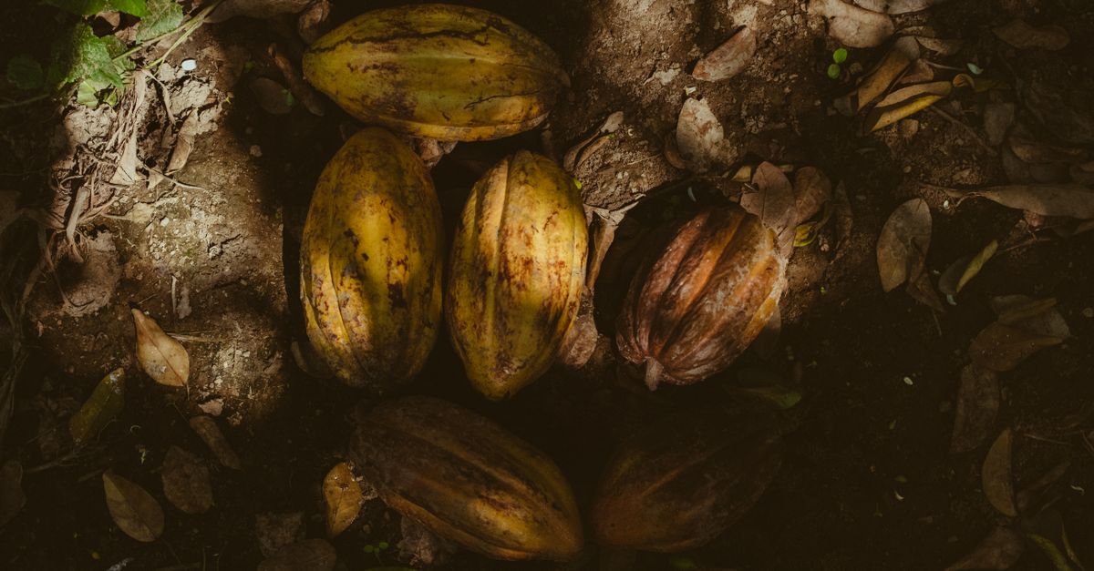 Ghana Cocoa Regulator Plans Shift from Syndicated Loans to Bonds