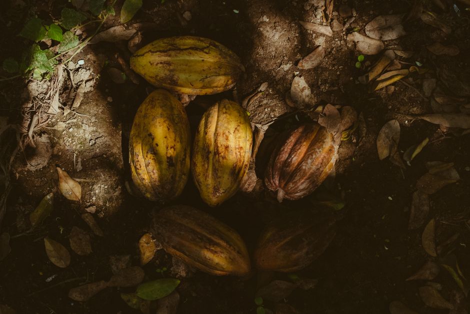 Fotomural Primer plano de mazorcas de cacao en el suelo del bosque con luz solar moteada y sombras.