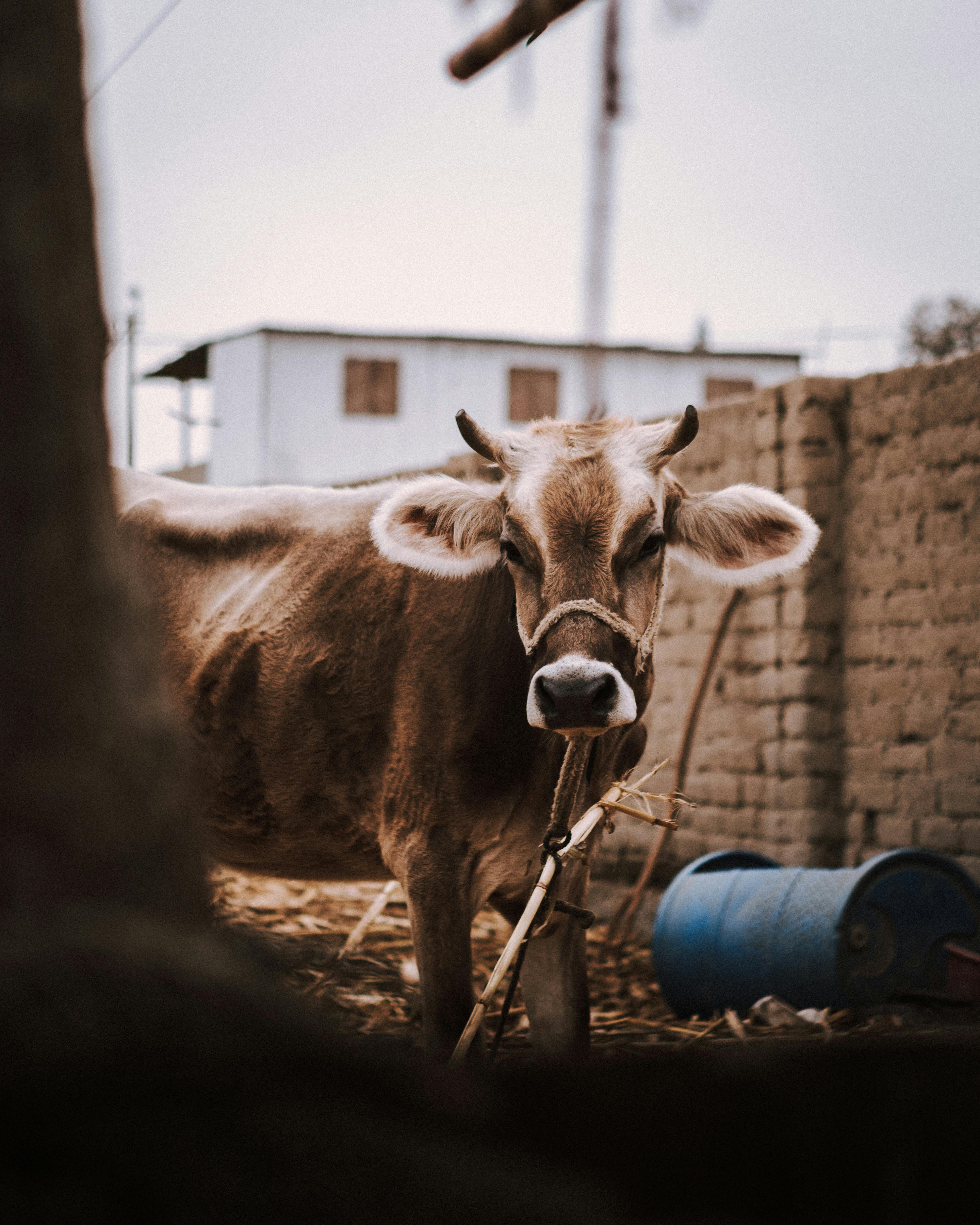 Brown cow standing near rustic farm building with rope halter, against a rural backdrop.
