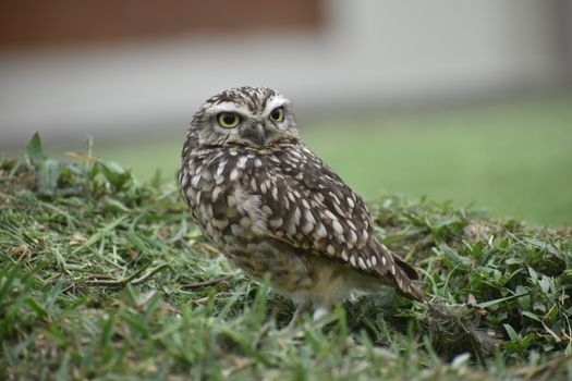 owl photo