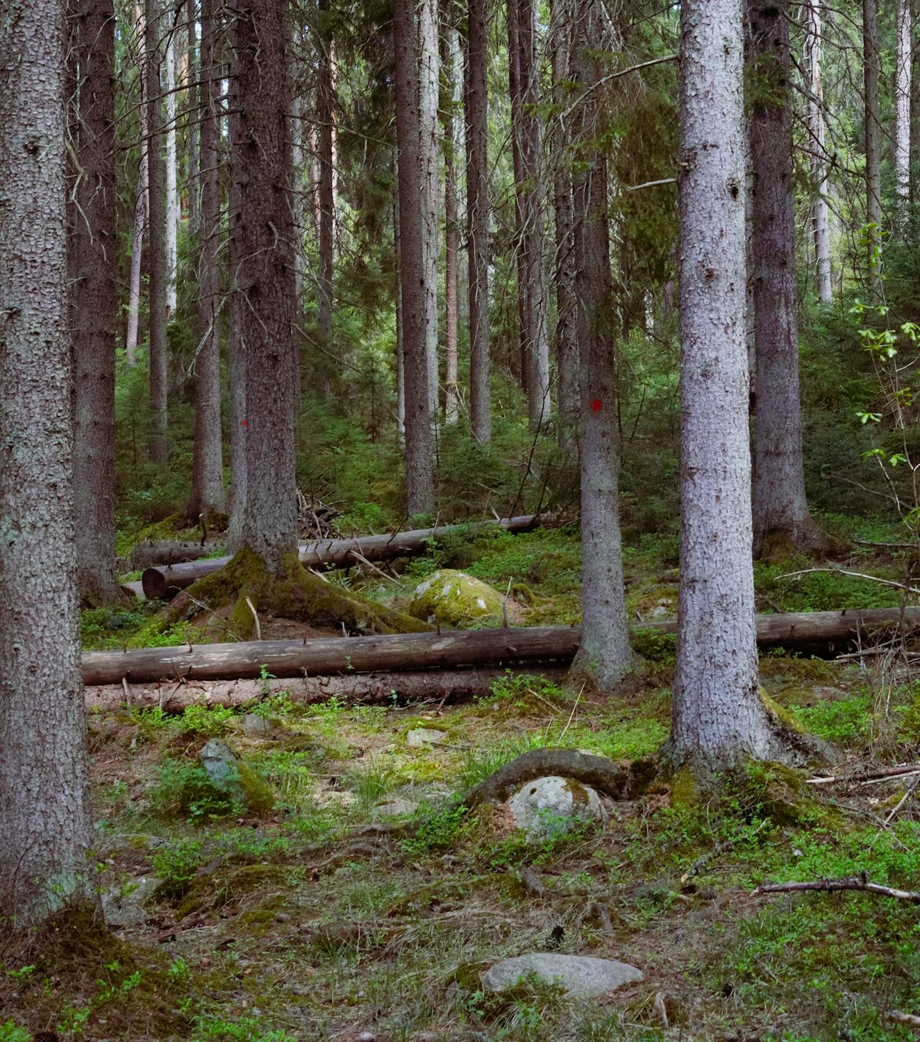 Untrodden Summer Forest · Free Stock Photo