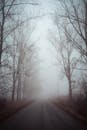冬日乡村，一条雾蒙蒙的道路两旁，树木凋零，营造出一种忧郁的氛围