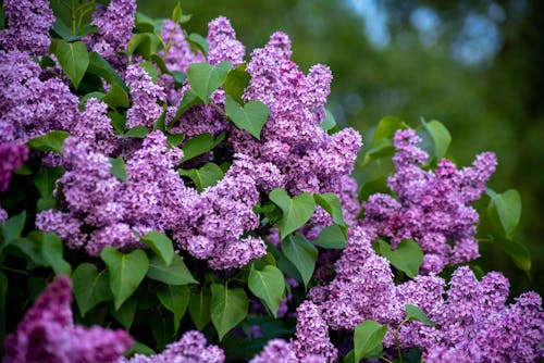 Close up of Purple Lilac