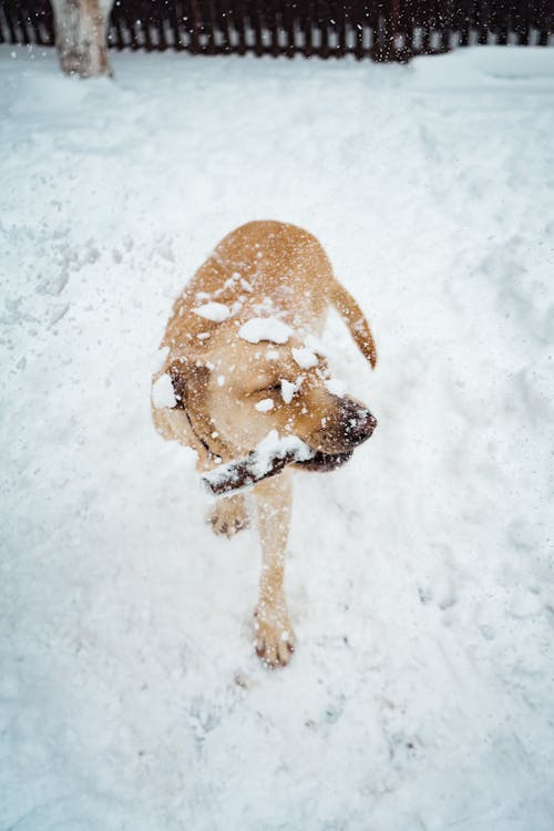 Anjing Tan Bersalut Pendek Di Tempat Tertutup Salju