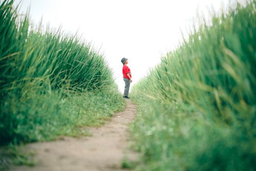 Free A lone person stands on a narrow path surrounded by tall green grasses under a bright sky. Stock Photo