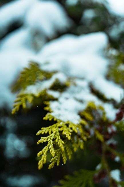Close-up of a pine branch with fresh snow highlighting winter beauty.