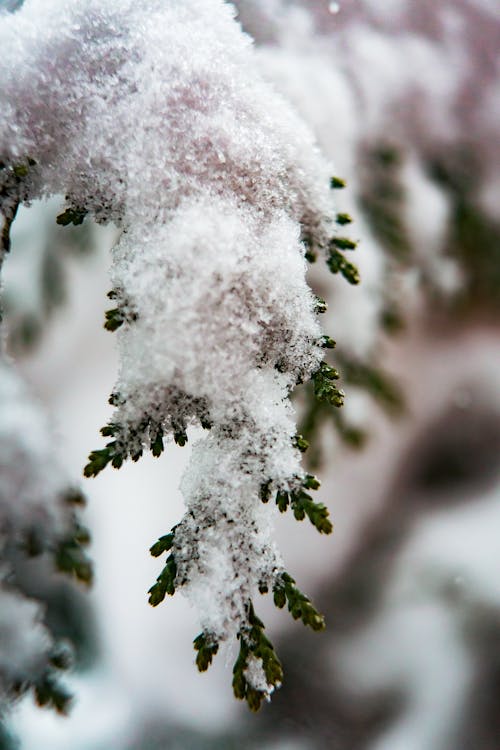 Selective Focus Photography of Snow-covered Tree